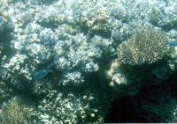Great Barrier Reef 5001 Great Barrier Reef, Queensland